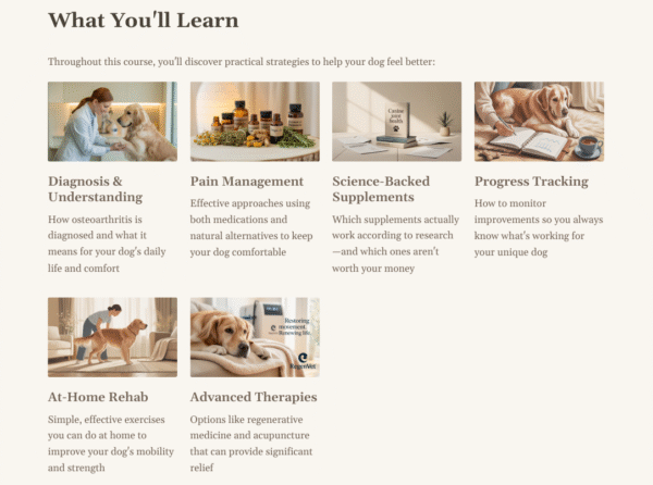 The Canine Osteoarthritis Course - Image 2