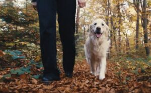 Golden walking in forest