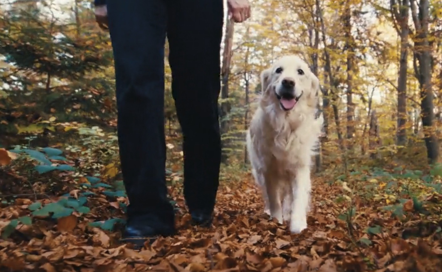 Golden walking in forest