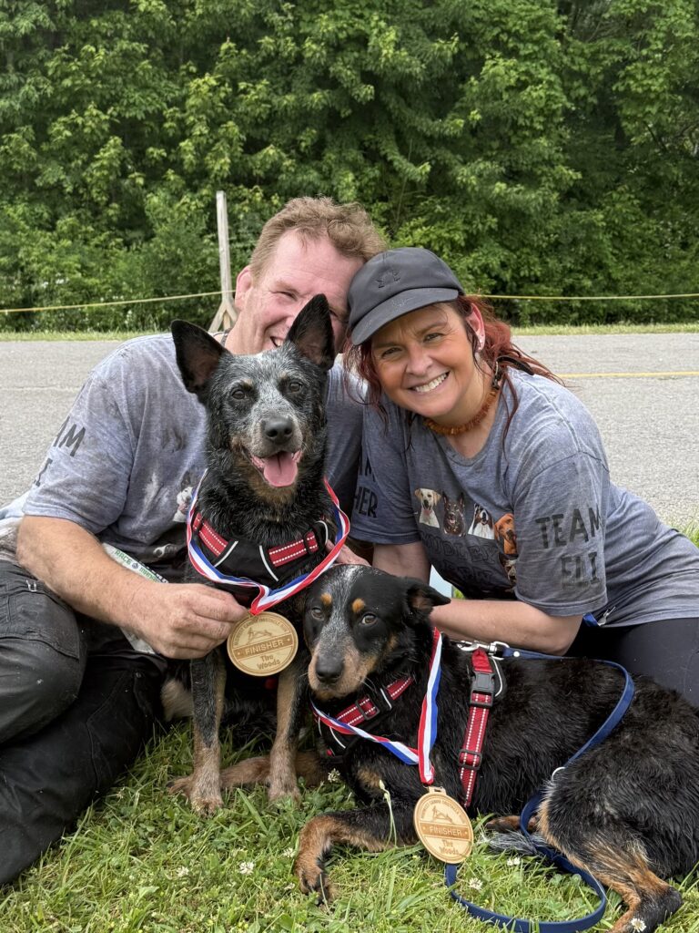 cattle dogs after the mudrun